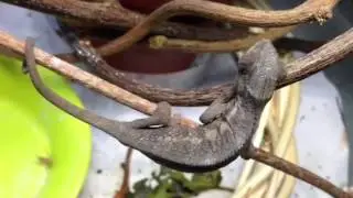 Baby panther chameleon feeding