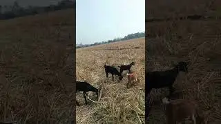 My goat farm. Assam goat farm #Goat farm in assam