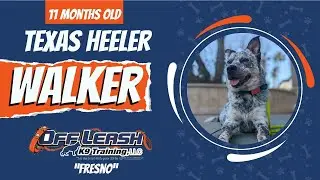 11 MONTH OLD TEXAS HEELER 