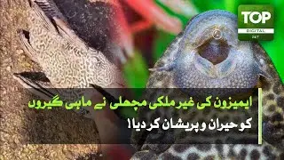 Alien Amazon Sailfin Catfish Found in Karachi Fish Harbour | WWF Alert
