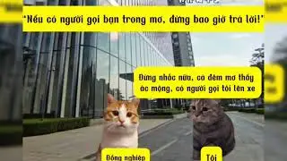 Đừng Bao Giờ Trả Lời Người Gọi Bạn Trong Mơ | Queen Cat
