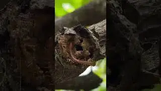 centipede | earth centipede | wonderful centipede | centipede part 2 #short