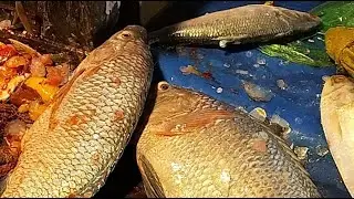 🔴 Live Fish Cutting ASMR | Fresh Fish Processing from Market | For USA & Europe Viewers