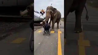 Unexpected Guardian: Elephant Races Against the Train to Save a Human on Wheels