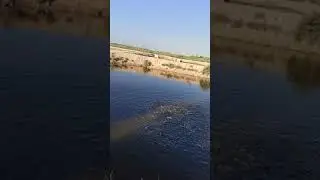 لا مقارنه بين البلطي والباسا  الباسا متميزه والكثافه خارج الصندوق