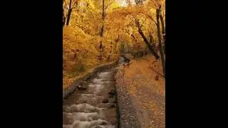 Golden Fall #almaty #kazakhstan #travel #nature