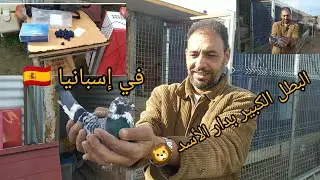 دخل باݣ منتيك للحمام زاجل في إسبانيا 🇪🇦
