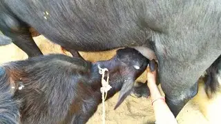 Cute and Funny Calf Drinking Milk-Funny Calf Compilation 2021/Kids Animals Video ll Villagelife