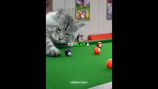 Эти кошки живут как люди 🐈🏠