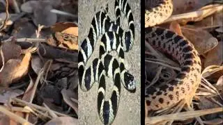 Animal Capture Wildlife Control : Snake Removal  Service in Los Angeles
