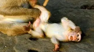Monkey Connie groomed baby girl Lola, Lola was very sensitive
