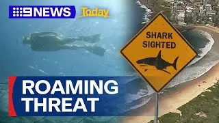 Great white shark spotted off Manly beach in Sydney | 9 News Australia