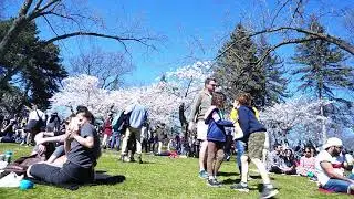 High Park Sakura 2022