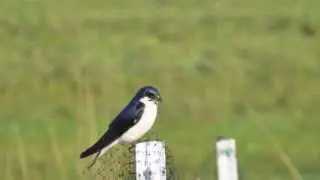 Tree Swallows on the Prairie Orchard