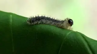 Sawfly Larva (Tenthredinidae: Monophadonides rubi?) Lateral View