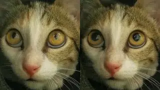 Dilated Cat Pupils 👁 Slow-Motion ⏳ Purreeti 😻