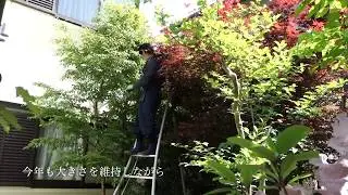 川崎市麻生区王禅寺　庭木のお手入れ【ヒメシャラ雑木剪定】
