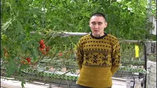 Агроном из теплицы &laquo;Led system media&raquo; делится мнением о субстрате ЭКОВЕР ГРУНТ