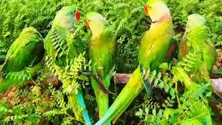 Parrot Talking video | Parrot voice | usa talk parrot |#usa viral vidio