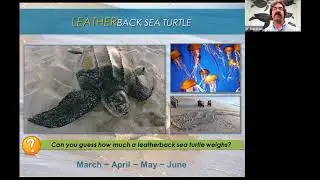 STC Virtual Turtle Walk