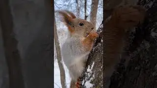 Sciurus vulgaris ognevi