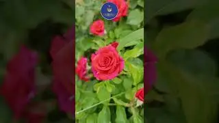 Rose a Symbol of love #love #life #rose #flower #flowers #farming #agriculture #heart