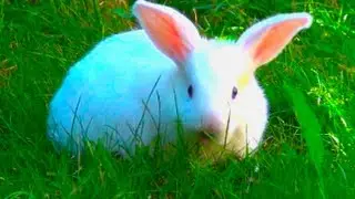 Blue eyes white bunny rabbit