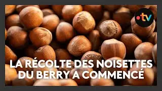 R&eacute;colte des noisettes du Berry, entre coups de chaud et conversion bio