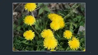 GIWHP Dandelion