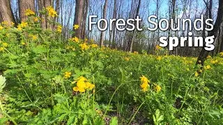 Early Spring, Forest Sounds - Lovely Birdsong, Bees Buzzing, Birds Singing and Chirping - ASMR