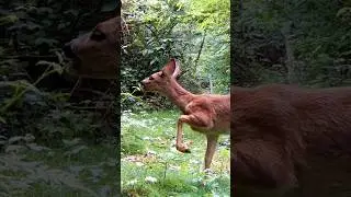 Meanwhile in the forest 🌳 🌲 #nature #wildlife #animals #forest #deer