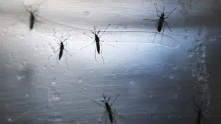 It Might Be Too Late To Stop Zika, But It's Not All Bad News
