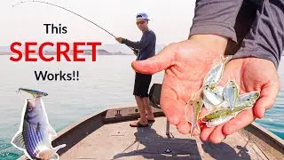 Using LIVE SHAD to create HUGE Striper Boils!! (Lake Mead)