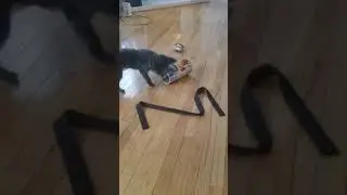 keeping blu busy