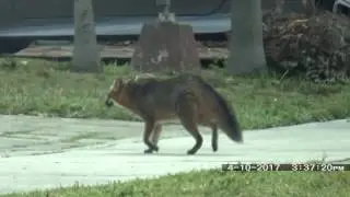 Gray Fox Taking a Crap