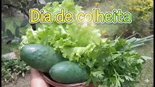 Dia de Colheita na Horta Caseira: Vegetais Frescos Garantidos  #horta #paisagemnatural #farming