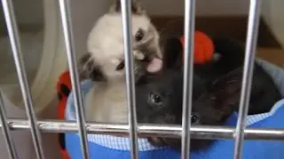 What a Day at a Kitten Nursery Looks Like