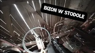 Opuszczone gospodarstwo z Bizonem