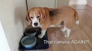A day in the life of my beagle dog Gilbert #gilbertthebeagle