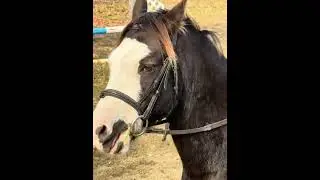 Assorted clips of Eclipse-ponying, shenanigans, trail rides and more