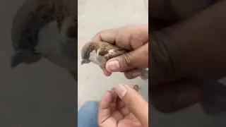 Sparrow Rescue! Found a Wild Bird Trapped Inside the Pigeon Loft 🕊️