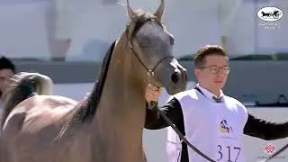 N317 GHALI AL HINDAL - Kuwait Purebred Arabian Horses Show 2022 - Colts 3 Years Old (Class 8B)