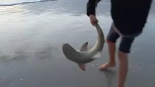 KIDS Catching SHARKS Beach Surf Fishing