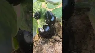 eggplant 🍆 in ajman farm #music @notteeguys3697