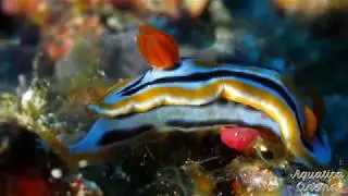 Cabilao, Philippines. Diving with Cabilao Divers.  Lumix GH5  4k