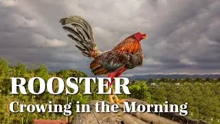 Rooster Crowing in the Morning, Voice and sound for Kids