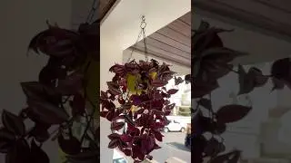 Tradescantia repotting in Hanging Pot 🪴#viral #shorts