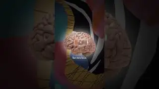 I tried Dopamine Brain Food