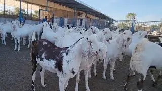 Bakro Ka Weight Gain | Leke Rakho Tyaari Pe | Ajwa Goat Farm.