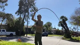 The 